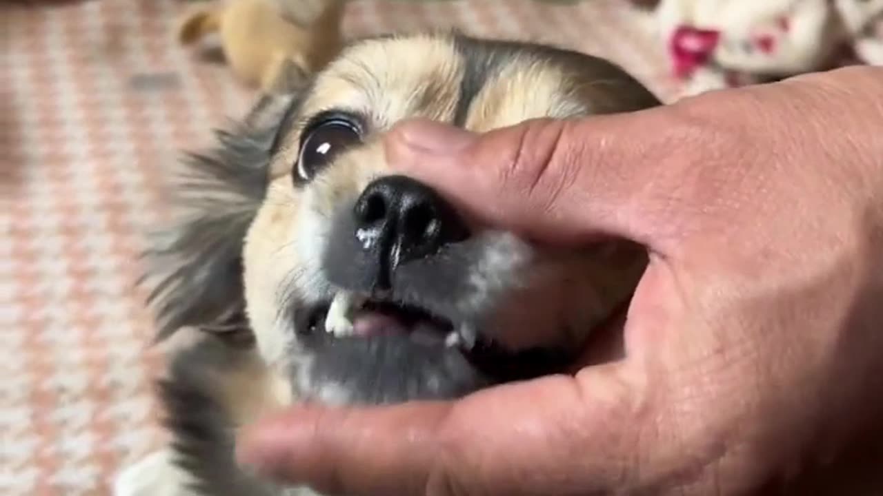 angry dog