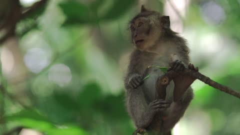 Little Wild Monkey Eating a Leaf