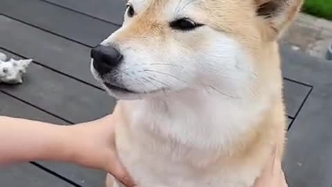 Funny Dogs Video🤣