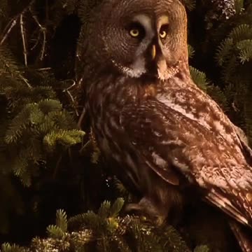 beautiful Lapponian Owl