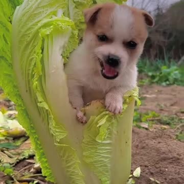 A cute puppy trap into cabage