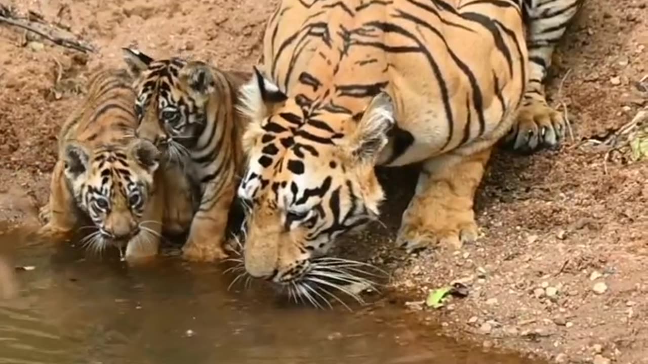 Tigers are drinking.