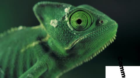 Green vailed chameleon seen from one side
