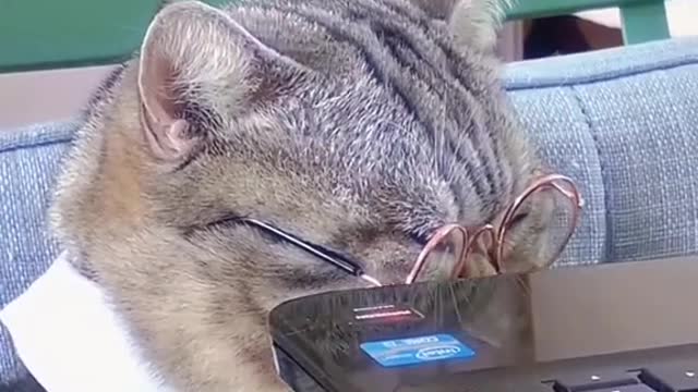 Time flies when you're petting a cat