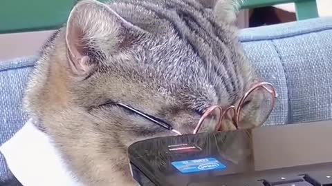 Time flies when you're petting a cat