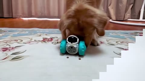 Pets lover | Funny Dog Lover and Pet Lovers and Tech-Gadget