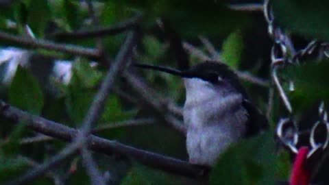Hummingbird