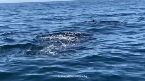 Common Dolphins Humpback Whales Dana Point, CA