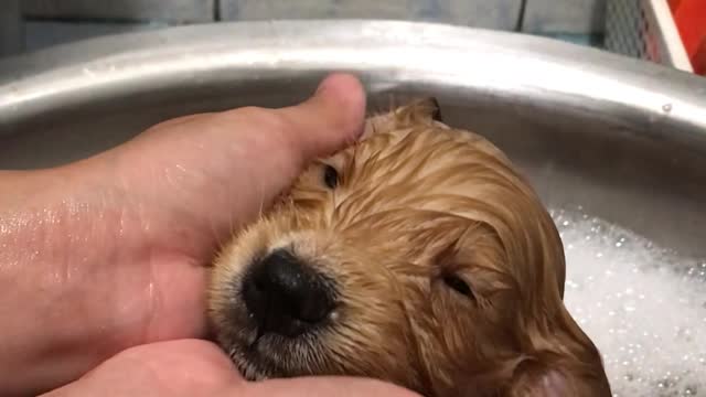 Precious Puppy Takes Her First Bath