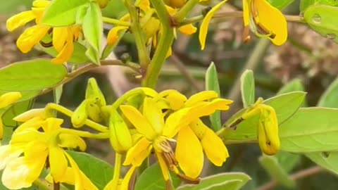 PLANTA QUE FABRICA BORBOLETAS AMARELAS!
