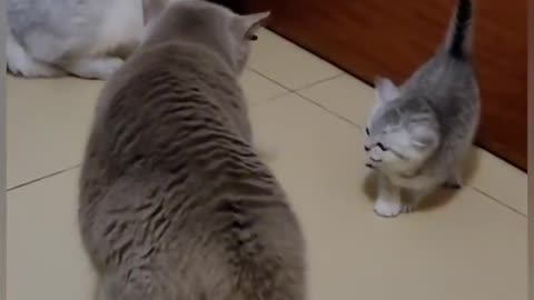 Cats fighting funny video