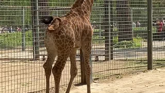 The giraffe