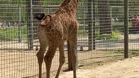 The giraffe