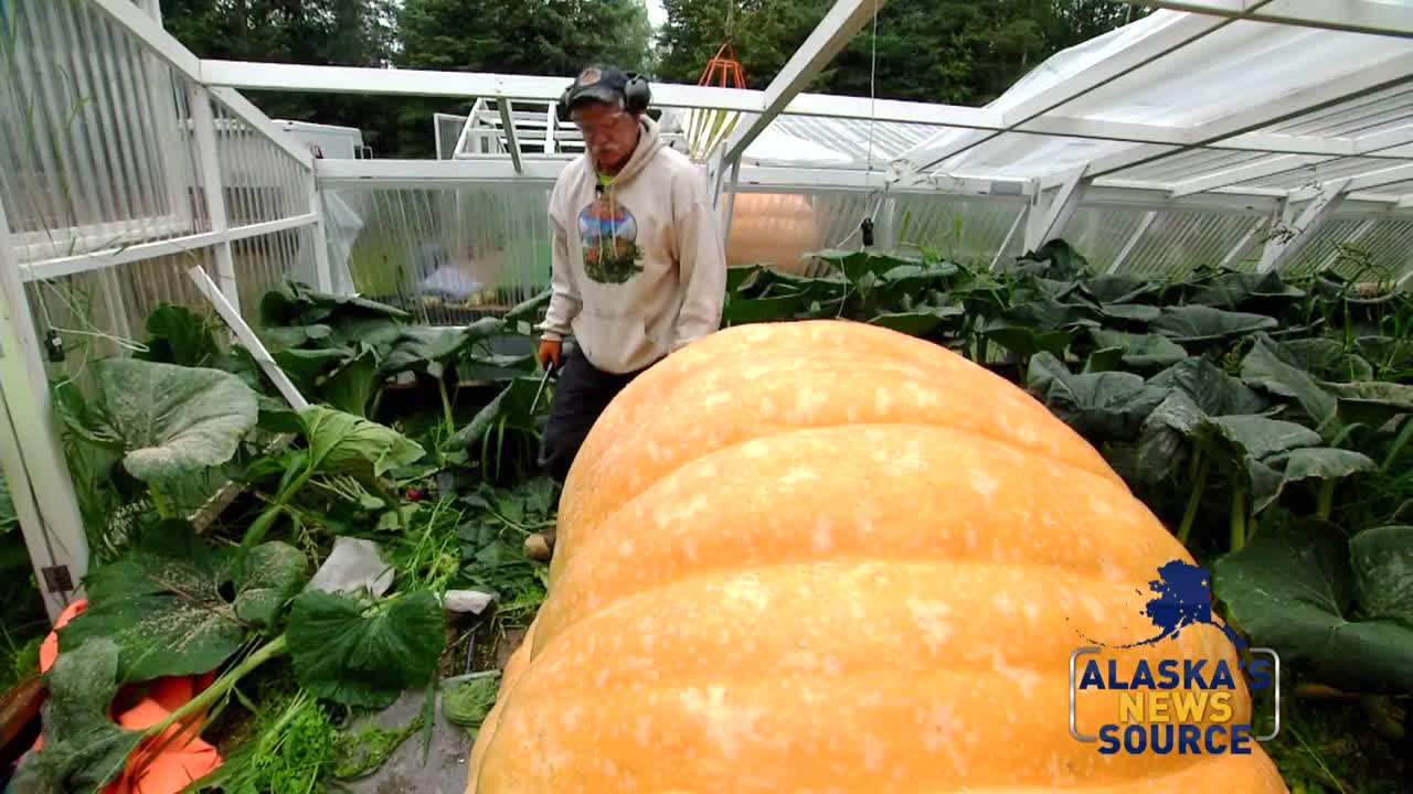 The man behind the giant pumpkins