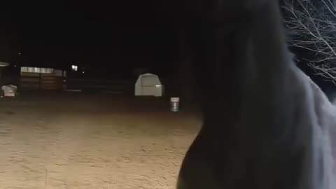 THE HORSE SINGING 🙃TO IT’S FAVORITE TUNE