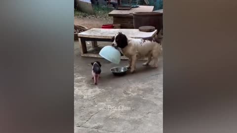 Funniest Animals 2023 😂 Funny Dogs and Cats Videos 😺🐶