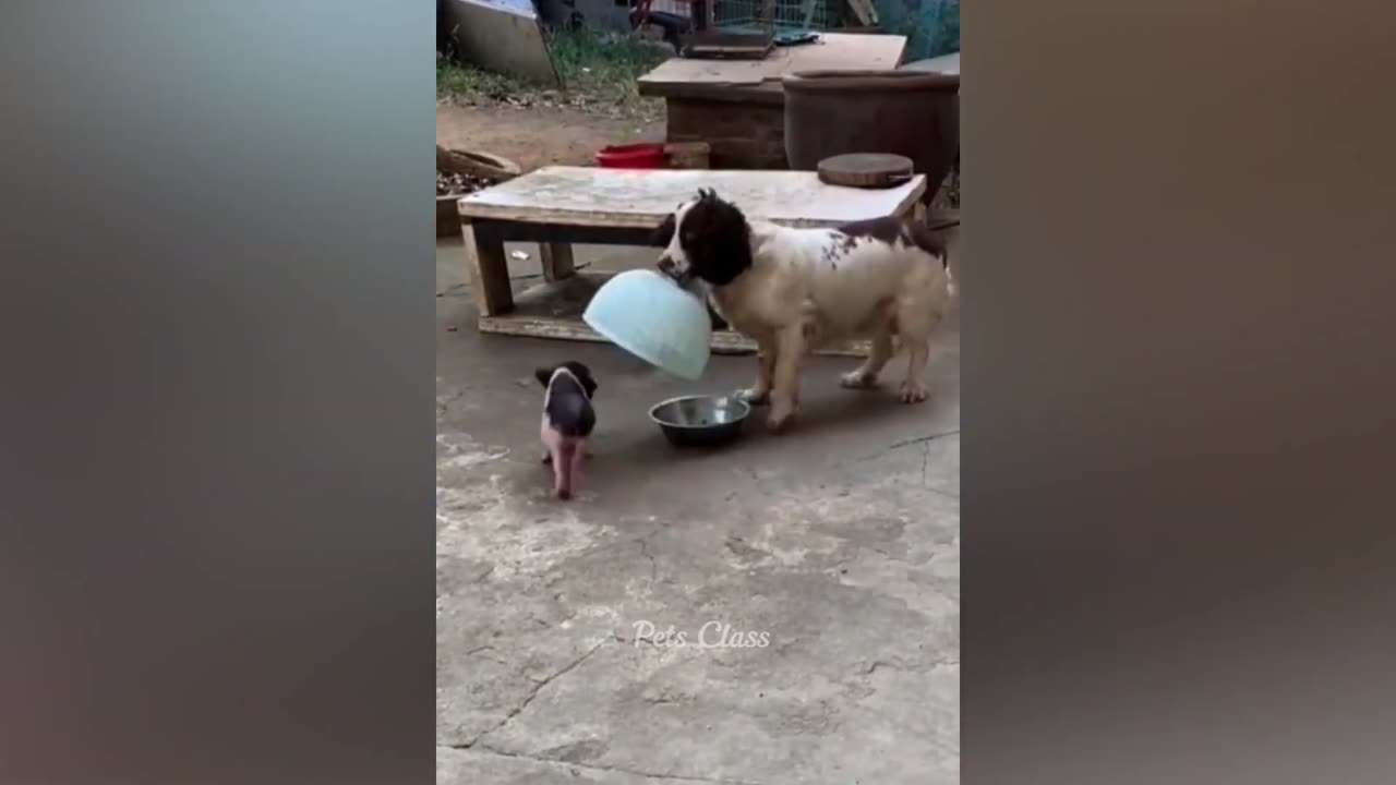 Funniest Animals 2023 😂 Funny Dogs and Cats Videos 😺🐶