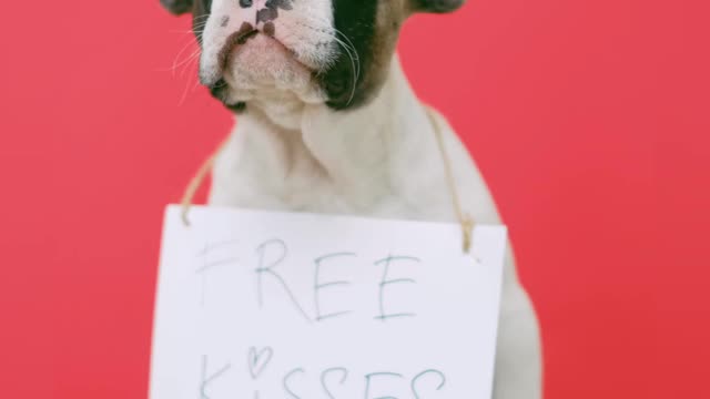 Cute puppy with a sign sitting on stool