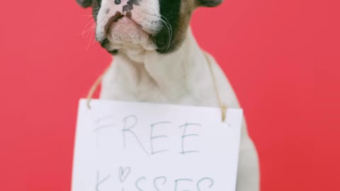 Cute puppy with a sign sitting on stool