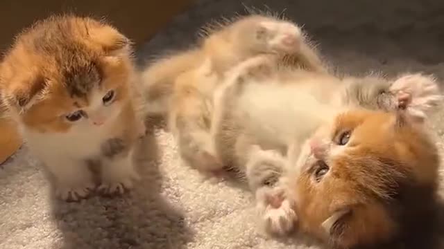 Two little cats like to keep