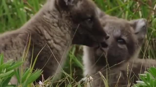 arcticfox#animallover#shorts#animaladdicts#wildlife#birds#arctic#arcticfoxhaircolor