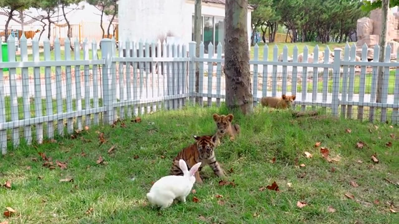 Look at little tigers and little rabbits living together