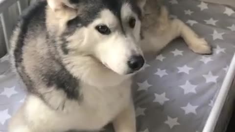 After a nap I found Millie the husky in baby parkers bed.