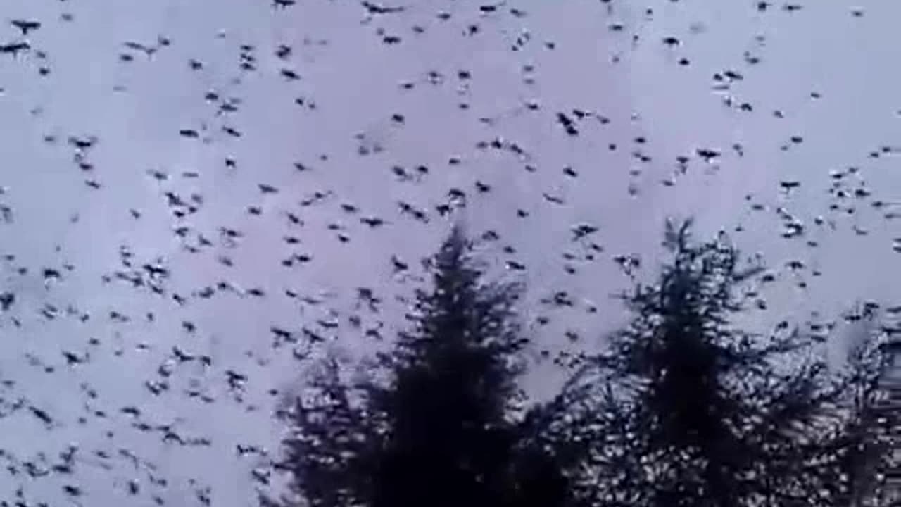 VRANE (CROWS) - detektori zaraze etera