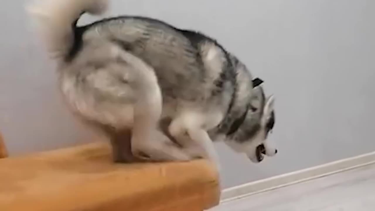 😂😂Dogs startled Like They've Seen a Ghost?😂😂