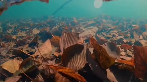 Sometime a world unseen is hidden beneath the waves....❣️❣️