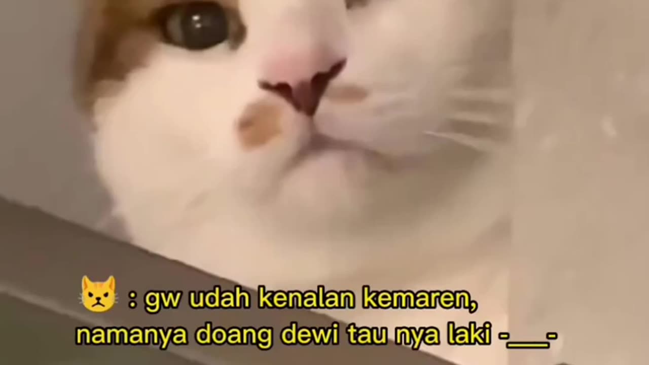 Cat funny video