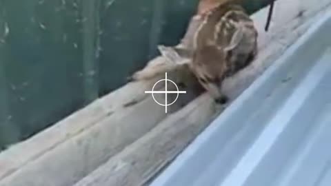 Watch Viral TikTok Video of Baby Deer Rescue rescue animals baby deer Shorts tiktok_