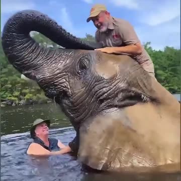 Largest Aferican Elephant Ever