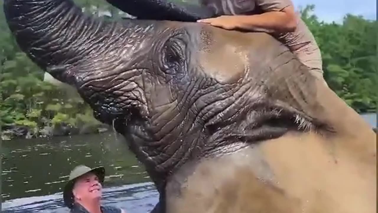 Largest Aferican Elephant Ever