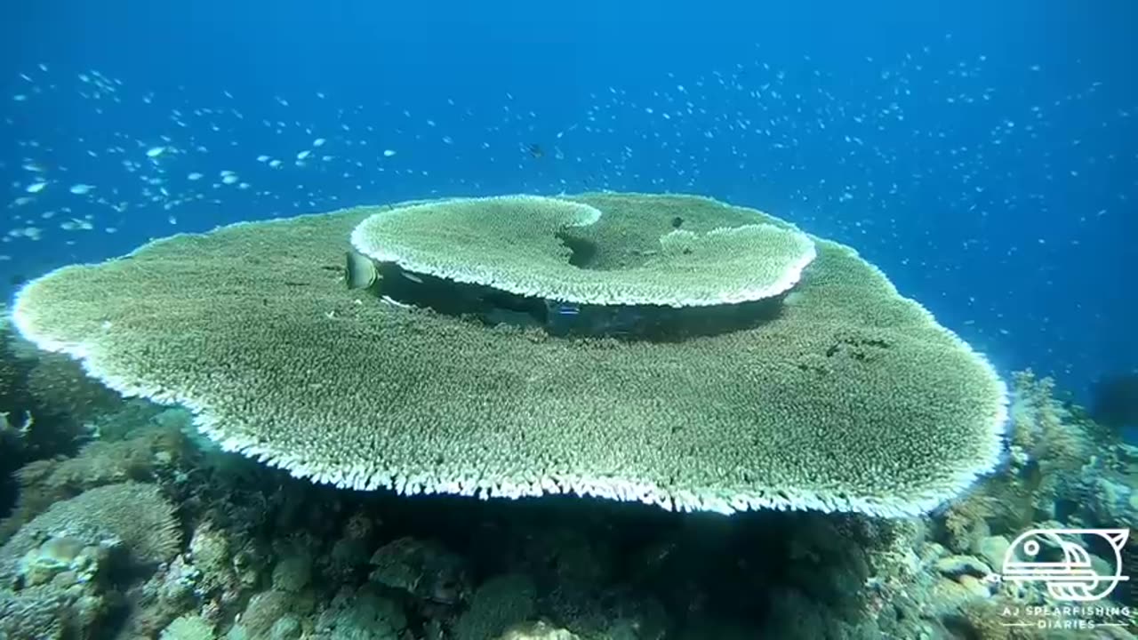 UnderWater Spearfishing for profitable money