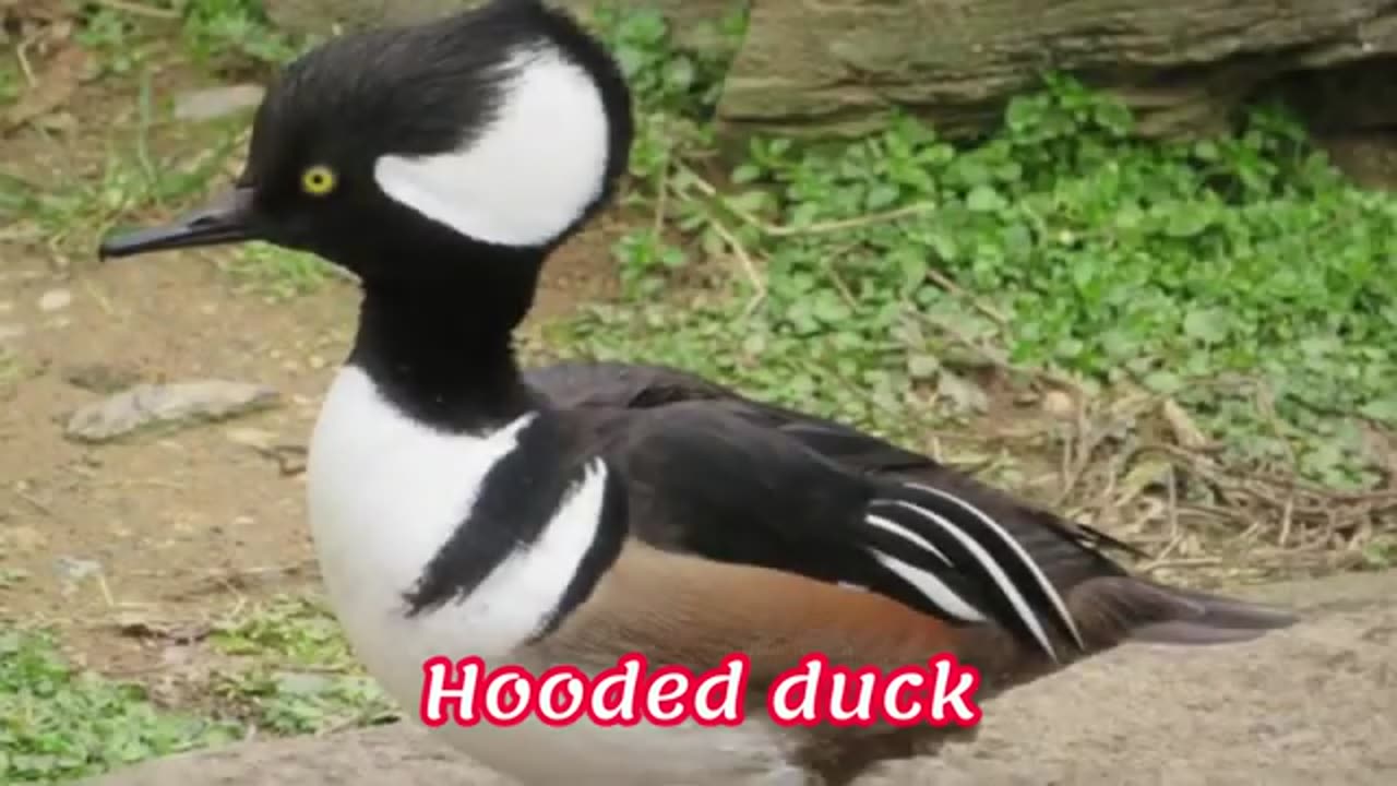 Dazzling Beauty in Flight: Unveiling the Most Beautiful Ducks in the World