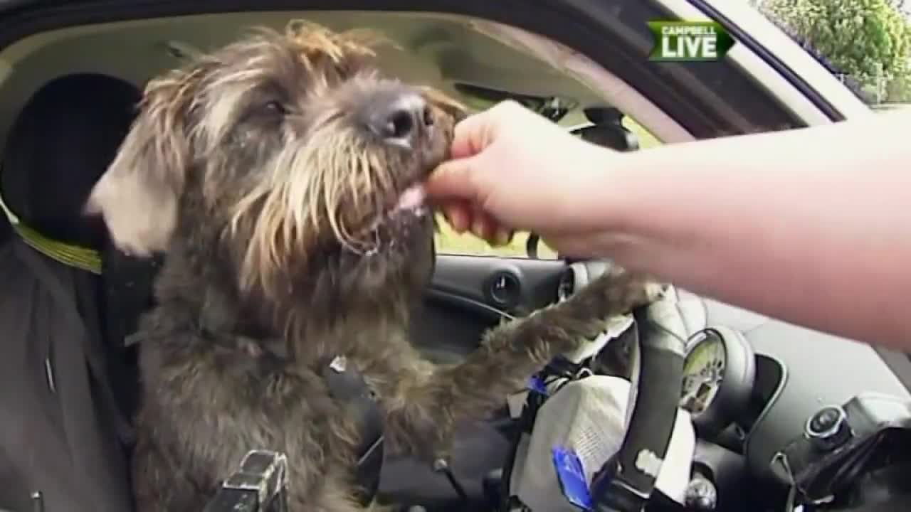 Dogs learn to drive a car in New Zealand