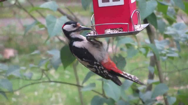 A funny shot of a bird while eating, will laugh from your heart