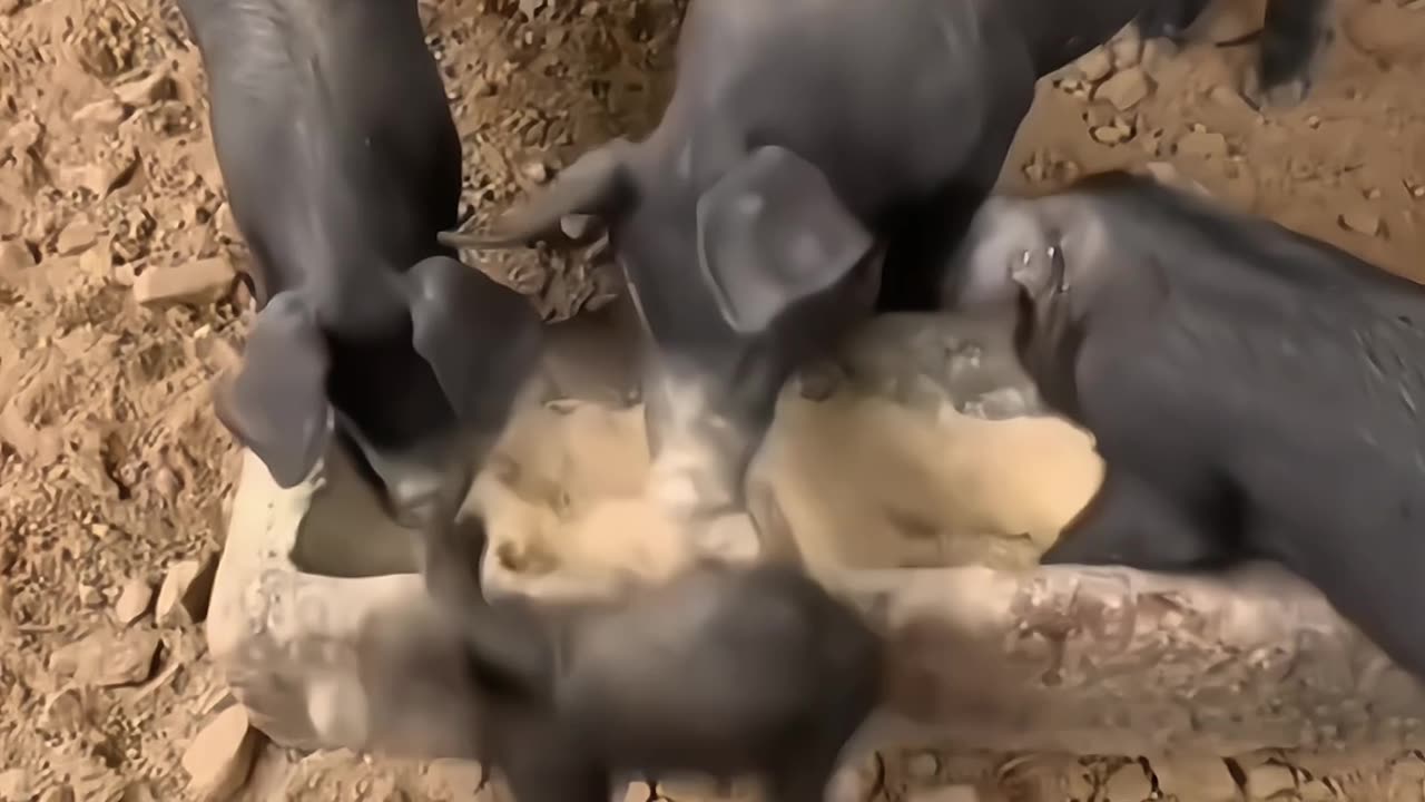 Cute animals funn