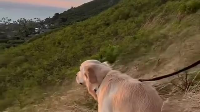 nature driven puppy