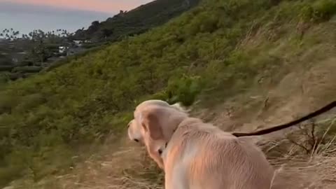 nature driven puppy