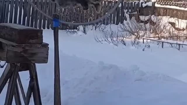 Cute cat-JUMP