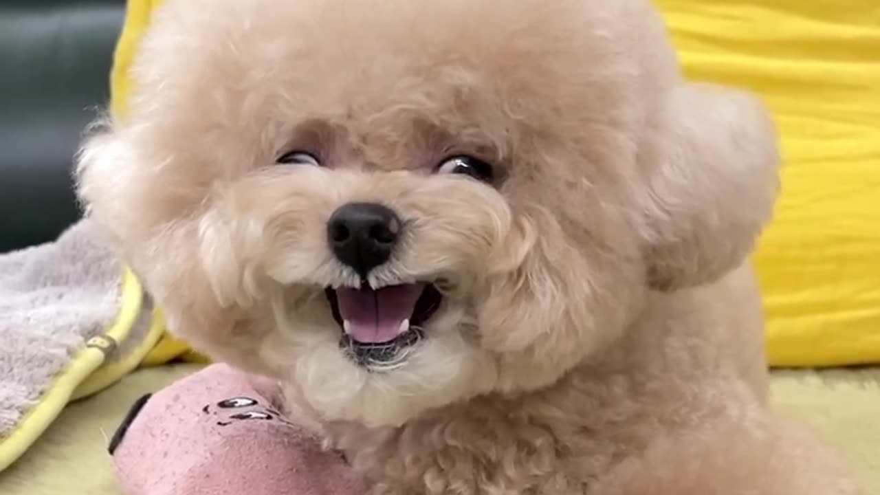 Fluffy dog posing alone front of camera