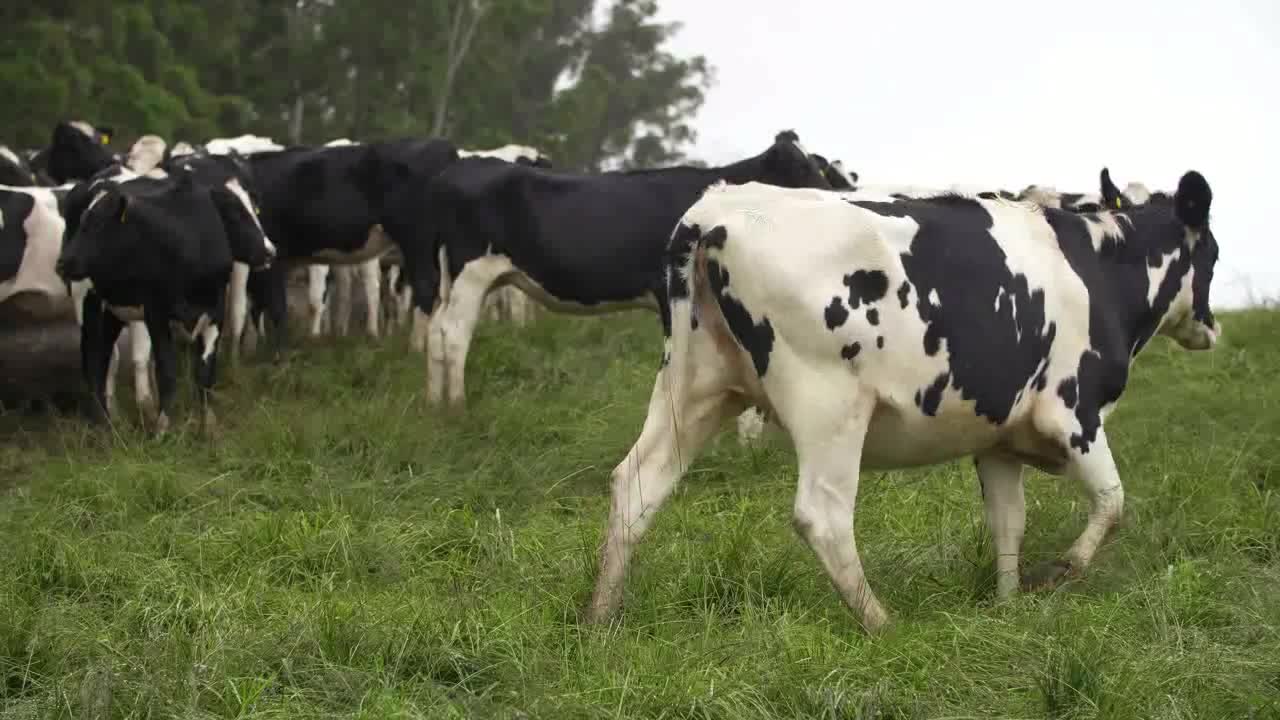 Medium Shot Of Cows