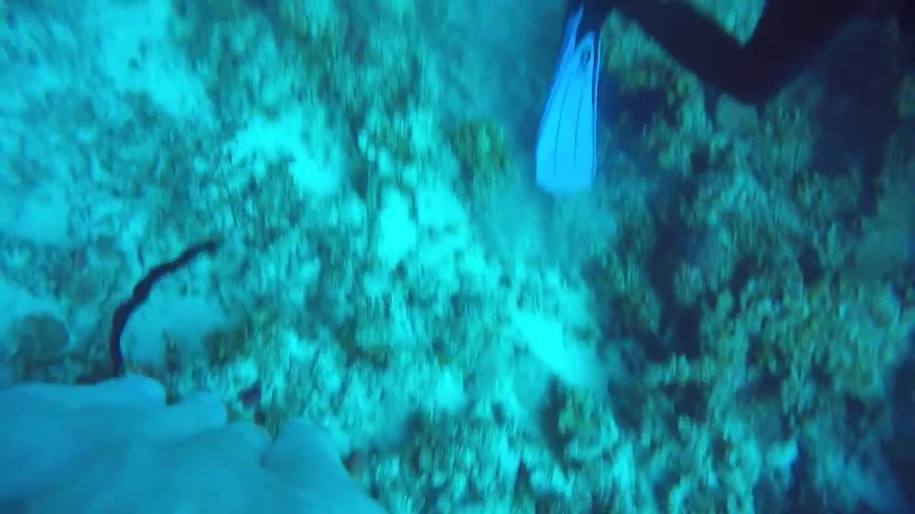 Beautiful HalfMoonWall GreenMoray found by divers