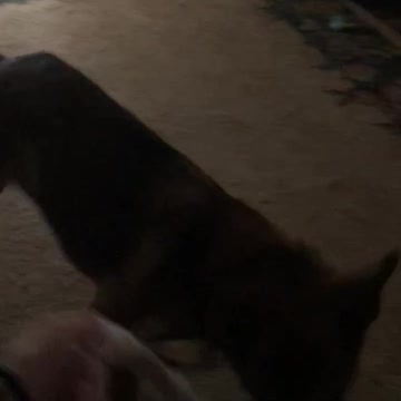 Big Maggie fish on the line.