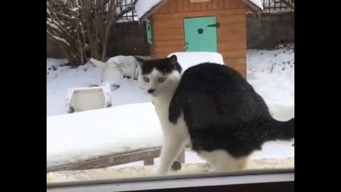 Funniest cat videos #121 - HILARIOUS!