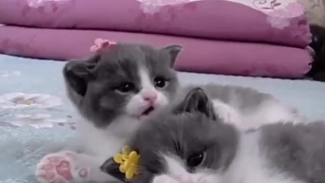 Cute cat couples