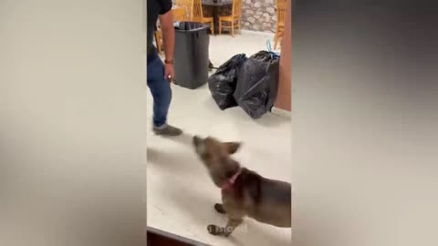 Funny Dog Reactions: Hilarious Pets Who Are Confused By Life| Pets Island