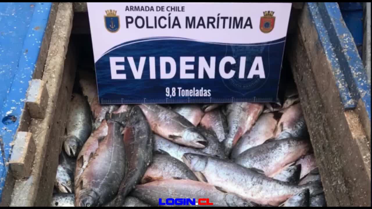 Capitanía de Puerto de Puerto Montt incauta 9,8 toneladas salmón